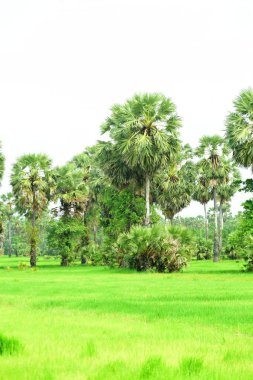 Şeker palmiyesi ve yeşil pirinç tarlalarının manzarası.