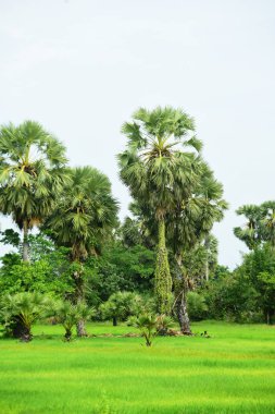 Şeker palmiyesi ve yeşil pirinç tarlalarının manzarası.