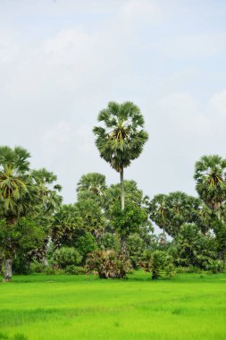 Şeker palmiyesi ve yeşil pirinç tarlalarının manzarası.