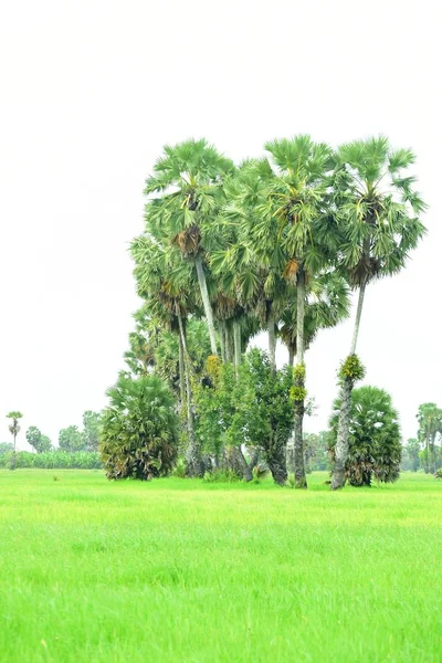 糖棕榈和绿稻田景观 — 图库照片
