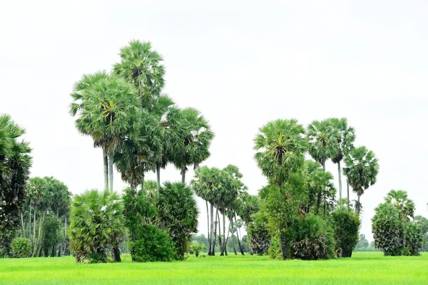 View Sugar Palm Green Rice Fields — Stock Photo, Image