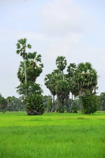 Widok Palmę Cukrową Zielone Pola Ryżowe — Zdjęcie stockowe