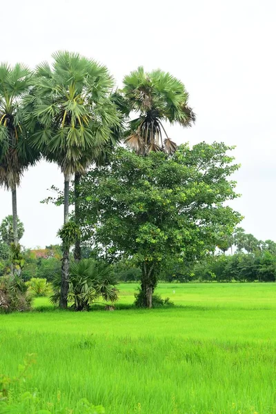 Вид Цукрову Пальму Зелені Рисові Поля — стокове фото