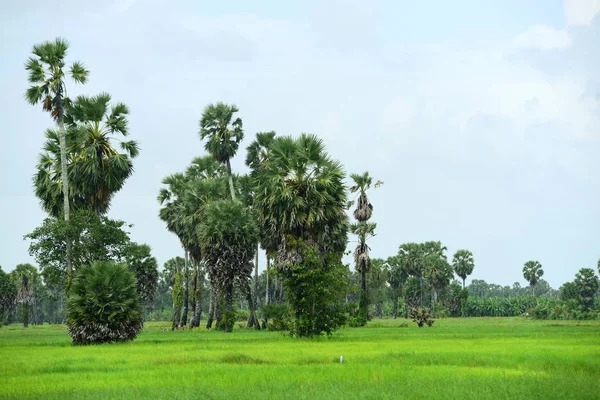 Widok Palmę Cukrową Zielone Pola Ryżowe — Zdjęcie stockowe