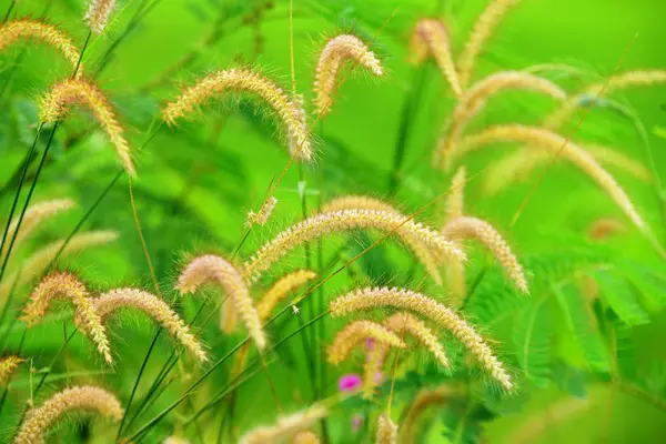 草の花には緑色の背景があり 背景画像として使われます — ストック写真