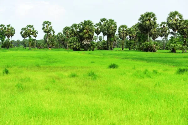 View Sugar Palm Green Rice Fields — Stock Photo, Image