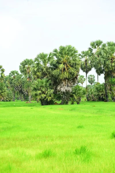 Вид Сахарные Пальмы Зеленые Рисовые Поля — стоковое фото