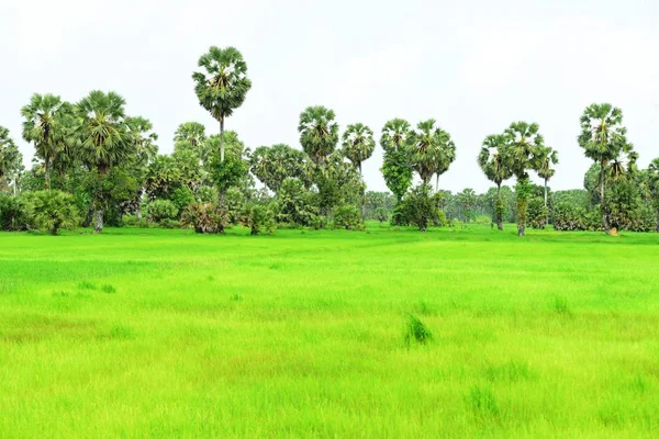 View Sugar Palm Green Rice Fields — Stock Photo, Image