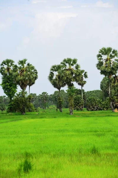 Вид Сахарные Пальмы Зеленые Рисовые Поля — стоковое фото