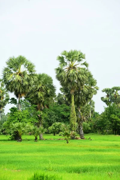 Palmy Zielonym Ogrodzie — Zdjęcie stockowe