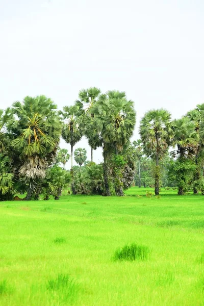 Palmy Zielonym Ogrodzie — Zdjęcie stockowe