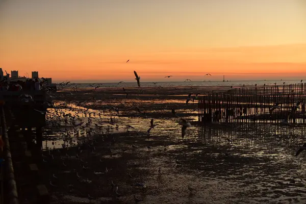 Een Groep Meeuwen Vliegend Kleurrijke Lucht Van Zee Voor Zonsondergang — Stockfoto