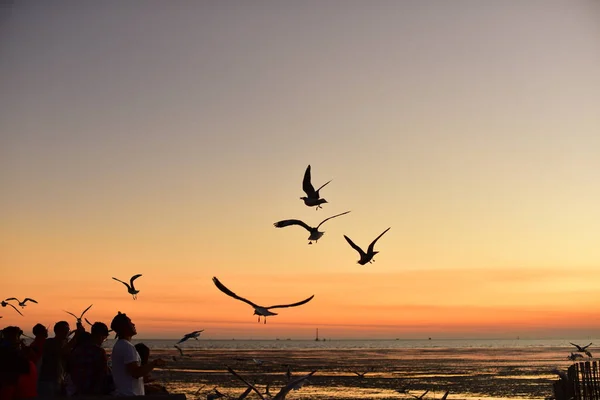 Gün Batımından Önce Denizin Renkli Gökyüzünde Uçan Bir Grup Martı — Stok fotoğraf