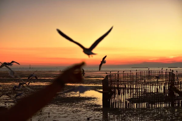 Gün Batımından Önce Denizin Renkli Gökyüzünde Uçan Bir Grup Martı — Stok fotoğraf