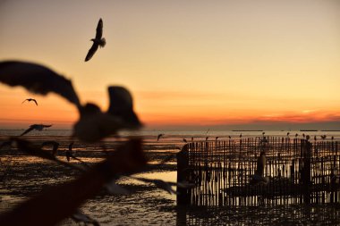 Gün batımından önce denizin renkli gökyüzünde uçan bir grup martı.