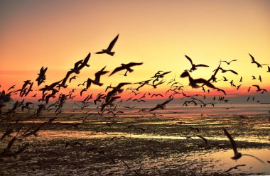 Gün batımından önce denizin renkli gökyüzünde uçan bir grup martı.