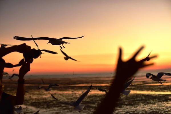 Grupo Gaviotas Volando Colorido Cielo Del Mar Antes Del Atardecer —  Fotos de Stock