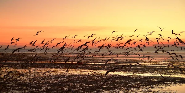 Group Seagulls Flying Colorful Sky Sea Dusk — Stock Photo, Image