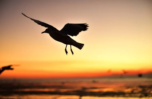 Groupe Mouettes Volant Dans Ciel Coloré Mer Avant Crépuscule — Photo