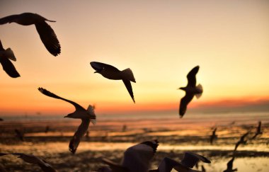 Gün batımından önce denizin renkli gökyüzünde uçan bir grup martı.