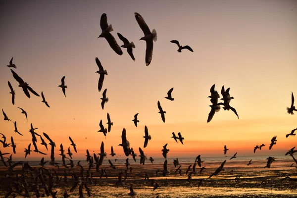 Gün Batımından Önce Denizin Renkli Gökyüzünde Uçan Bir Grup Martı — Stok fotoğraf