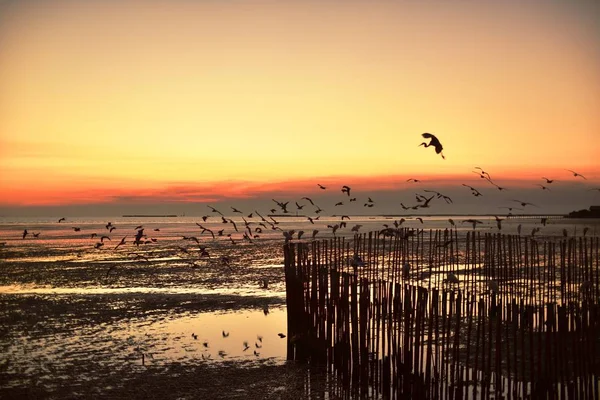 Een Groep Meeuwen Vliegend Kleurrijke Lucht Van Zee Voor Zonsondergang — Stockfoto