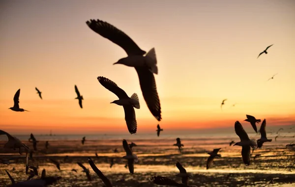 Skupina Racků Letících Barevné Obloze Moře Před Soumrakem — Stock fotografie