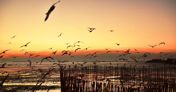 Gün Batımından Önce Denizin Renkli Gökyüzünde Uçan Bir Grup Martı — Stok fotoğraf