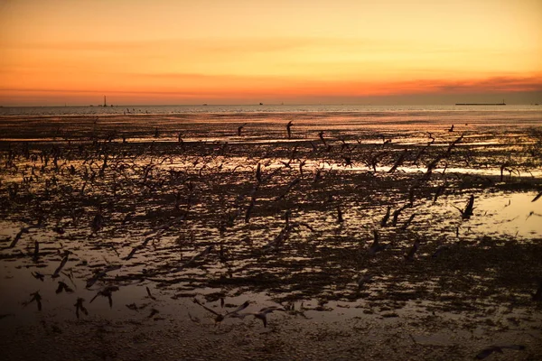 Een Groep Meeuwen Vliegend Kleurrijke Lucht Van Zee Voor Zonsondergang — Stockfoto
