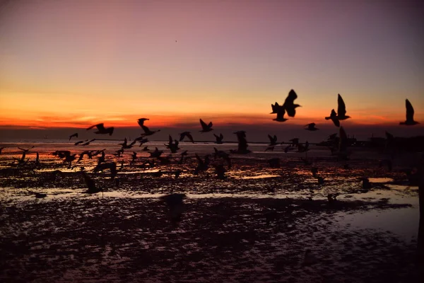 Eine Gruppe Möwen Fliegt Den Bunten Himmel Des Meeres Vor — Stockfoto