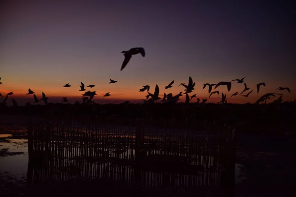 Group Seagulls Flying Colorful Sky Sea Dusk — Stock Photo, Image