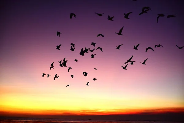 Grupo Gaviotas Volando Colorido Cielo Del Mar Antes Del Atardecer —  Fotos de Stock