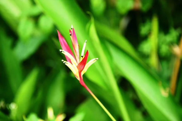 Renkli Çiçek Bahçesi Pembe Çiçek Çiçeği — Stok fotoğraf