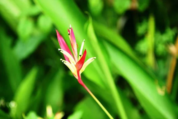 カラフルな花の庭 ピンクの花が咲く — ストック写真