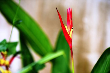 Çiçek açan, Güzel Çiçekler açan bahçe