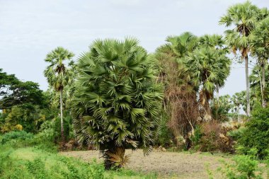 Yeşil bahçede palmiye ağaçları