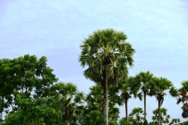 palmiye ağaçları ile mavi gökyüzü arka plan