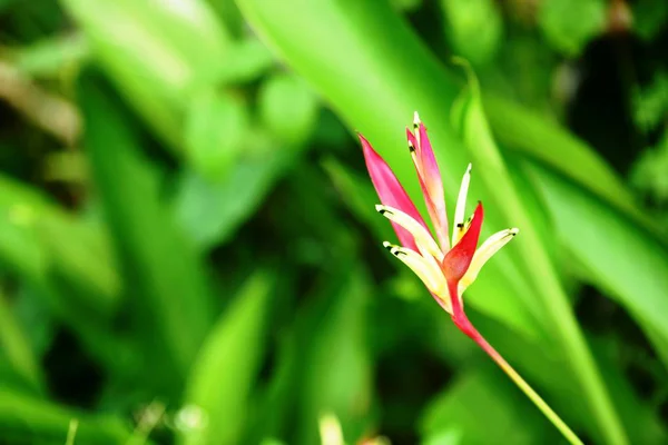 花の開花 美しい花の庭の開花 — ストック写真