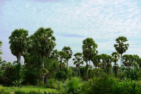 Palmbomen Groene Tuin — Stockfoto