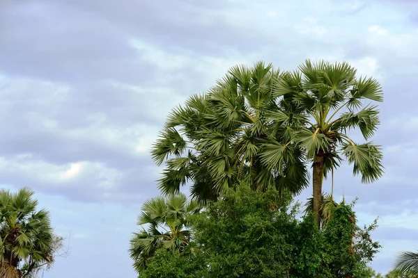 Palmen Grünen Garten — Stockfoto