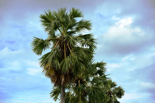 Palma Drzewo Tle Niebieskiego Nieba — Zdjęcie stockowe