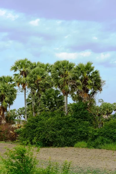 Yeşil Bahçede Palmiye Ağaçları — Stok fotoğraf