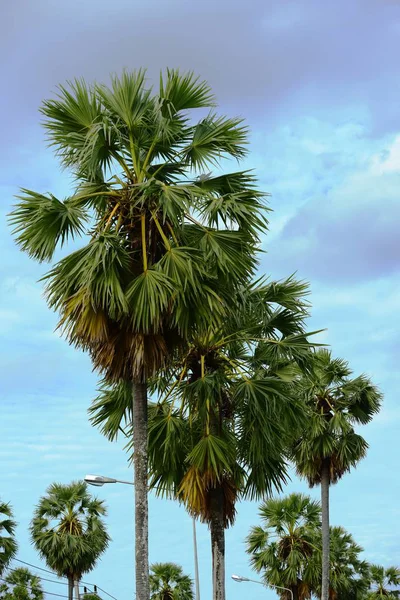 Palmera Sobre Fondo Azul Del Cielo — Foto de Stock