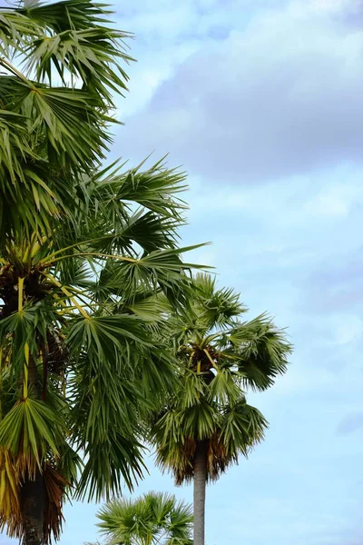 Hermosa Palmera Cielo Azul — Foto de Stock