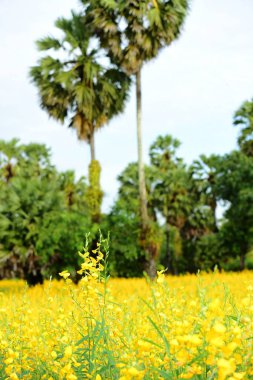 Şeker palmiyesi ve sarı tarlaların görüntüsü.