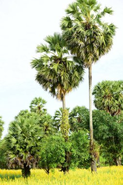 Şeker palmiyesi ve sarı tarlaların görüntüsü.