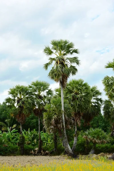 Widok Palmę Cukrową Pola Żółte — Zdjęcie stockowe
