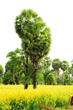Şeker palmiyesi ve sarı tarlaların görüntüsü.