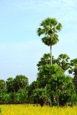Şeker palmiyesi ve sarı tarlaların görüntüsü.