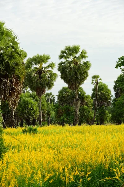 Şeker palmiyesi ve sarı tarlaların görüntüsü.